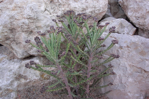 bryophyllum tubiflora